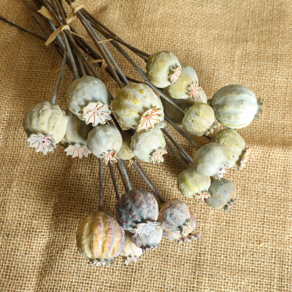 6Heads Poppies Fruit Dried Flo - огляд і ціна Dried Flower Bunch