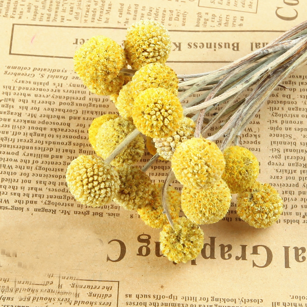 20pcs Natural dried Craspedia  - огляд і ціна Dried Flower Bunch