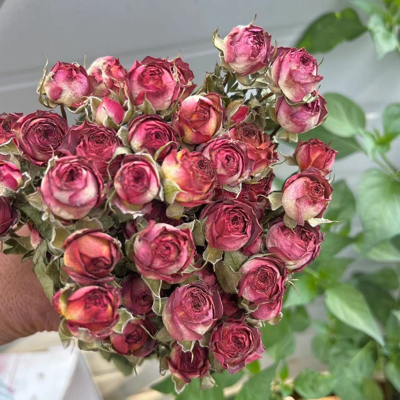 a lot Small Rose, Decorative N - огляд і ціна Dried Flower Bunch
